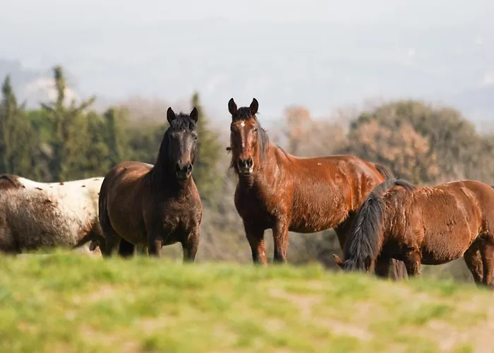 Younicube Campismo de Luxo *